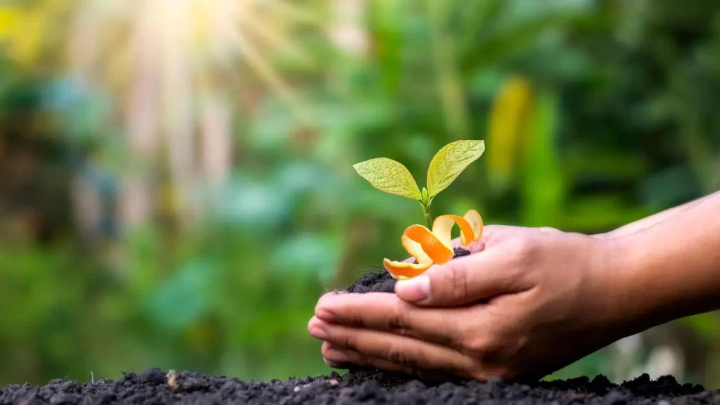 fertilizantes naturais